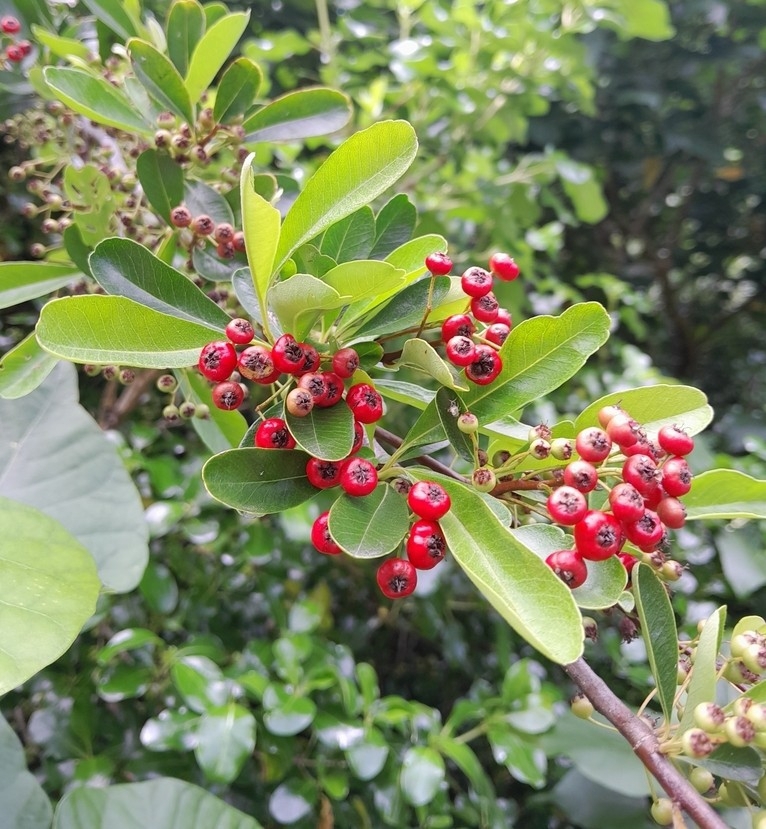 Chinese Firethorn (Pyracantha crenatoserrata)