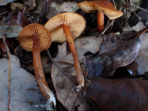Rhodophana nitellina — (c) Todd Huang, some rights reserved (CC BY)