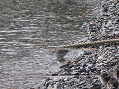 Calidris ptilocnemis