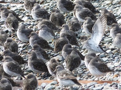 Calidris ptilocnemis