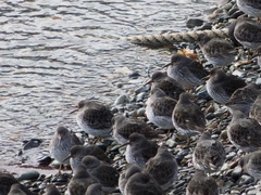 Calidris ptilocnemis