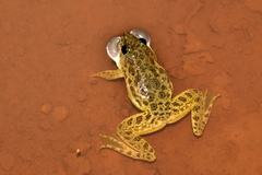 Dicroglossinae