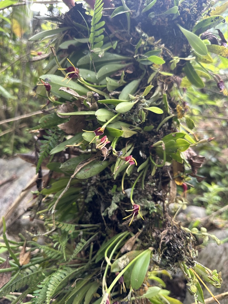 Masdevallia bicolor