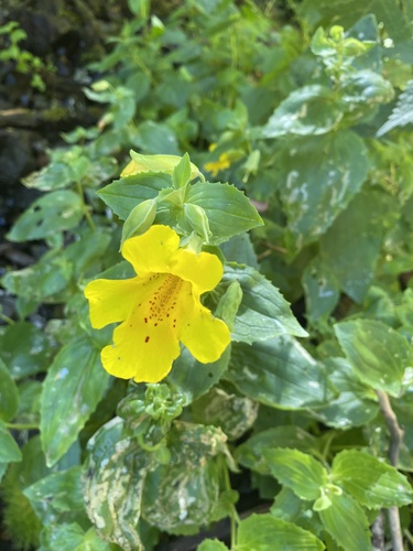 Mimulus luteus iNat (3)