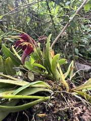 Masdevallia bicolor, photograph (c) Nicolás Baresch Uribe, some rights reserved (CC BY)