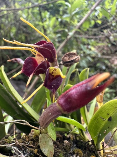 Masdevallia bicolor, photograph 4