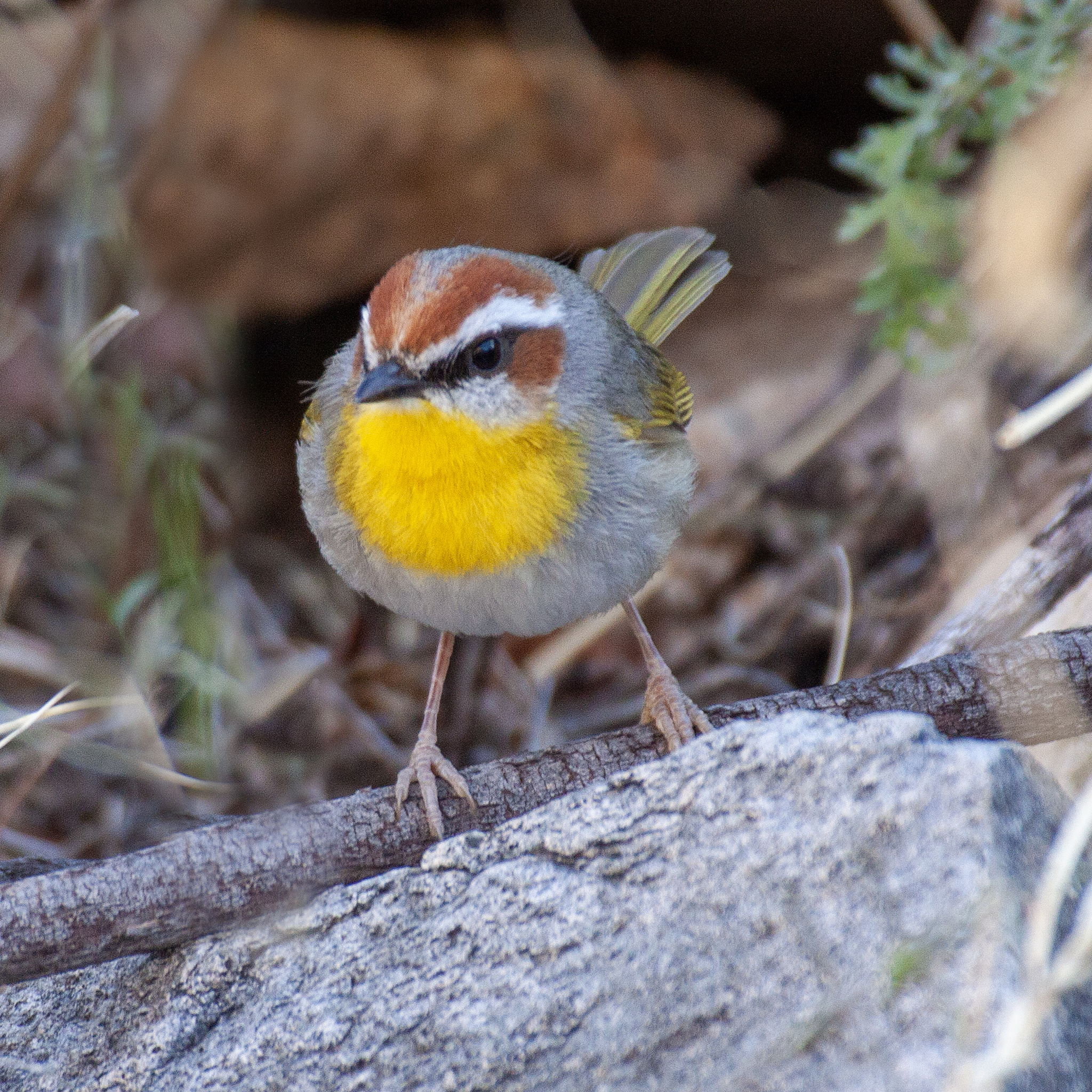 Rufous-capped Warbler illustration