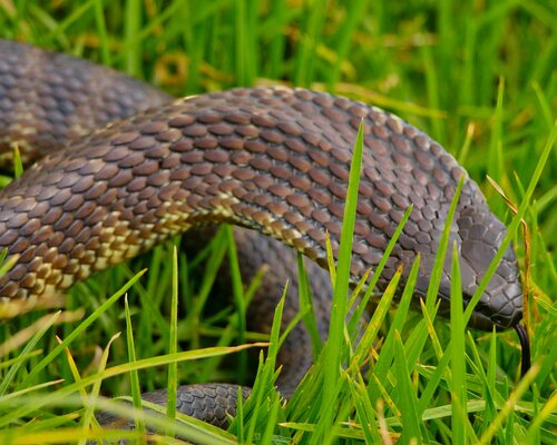Tiger Snake sighting