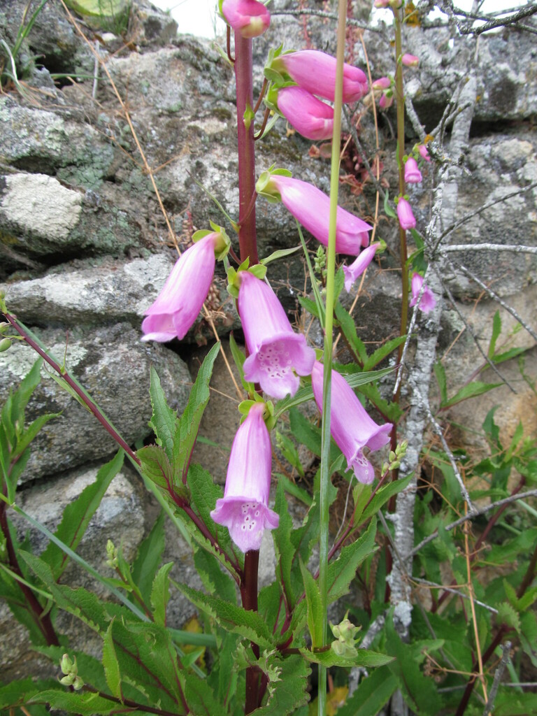 variedade Digitalis purpurea amandiana · BioDiversity4All, image size:768x1024