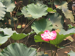Nelumbo nucifera