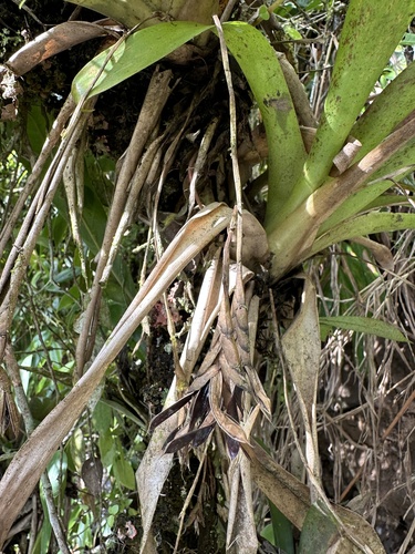 Foto de Barba-de-velho