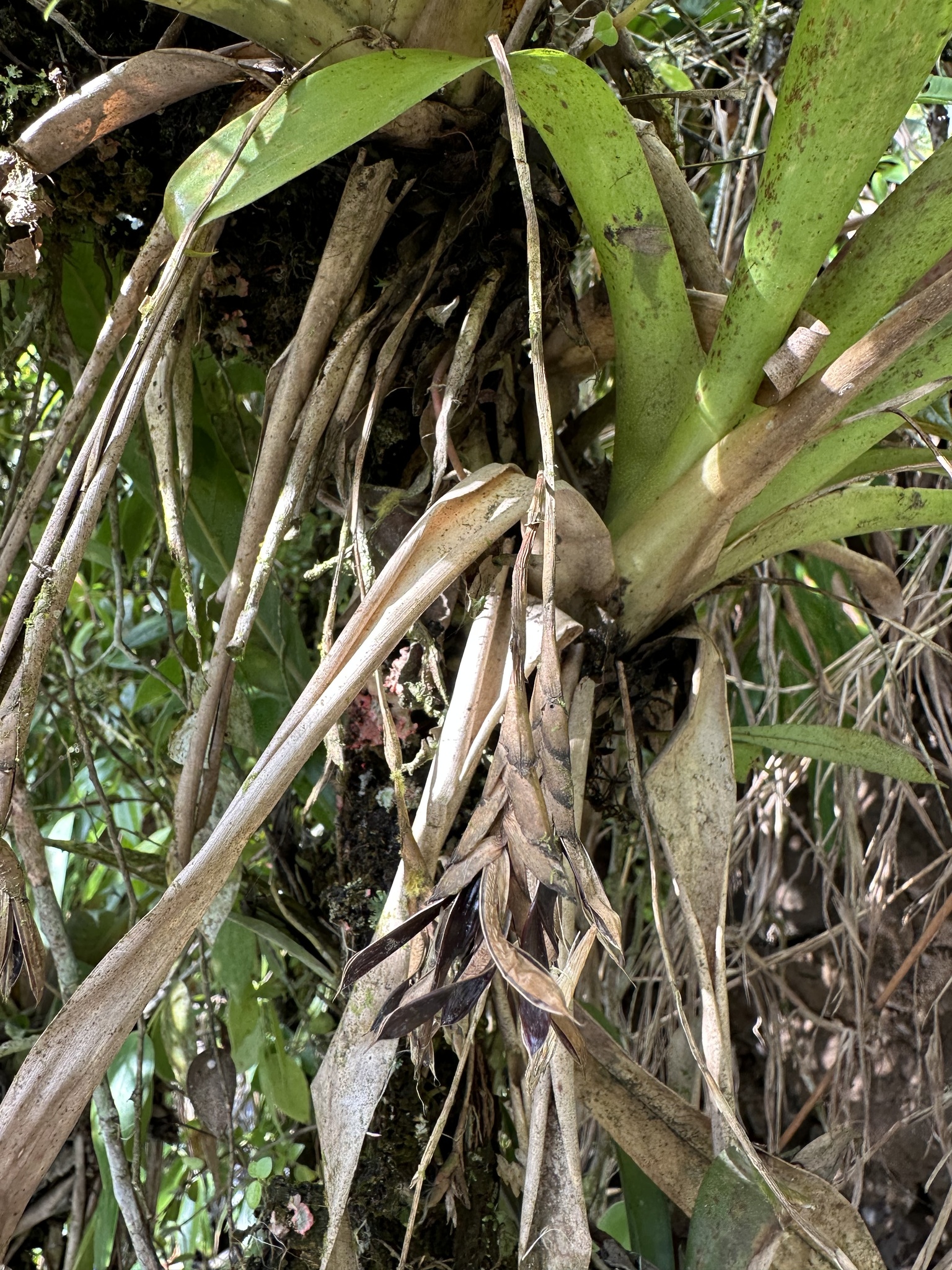 Imagem de Barba-de-velho