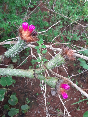 Image of Arrojadoa penicillata by no rights reserved