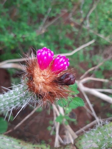 Image of Arrojadoa penicillata by no rights reserved