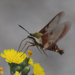 Hemaris gracilis