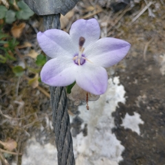 Campanula fragilis fragilis