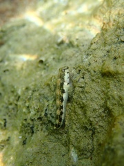Microlipophrys adriaticus