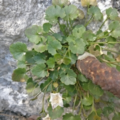 Campanula fragilis fragilis