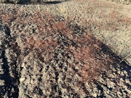 Gordon's buckwheat (Eriogonum gordonii)