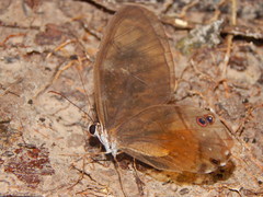 Haetera piera
