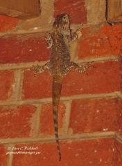 Acanthocercus atricollis