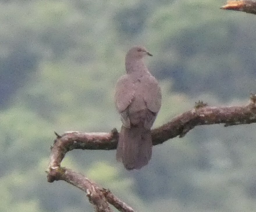Plumbeous Pigeon (Patagioenas plumbea), photo 2