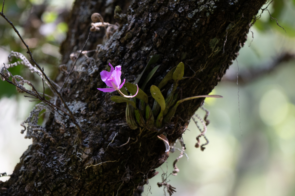 Laelia furfuracea