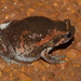 Sri Lankan Bullfrog - Photo (c) Aniruddha Singhamahapatra, some rights reserved (CC BY-NC), uploaded by Aniruddha Singhamahapatra