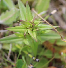 Gentianella amarella