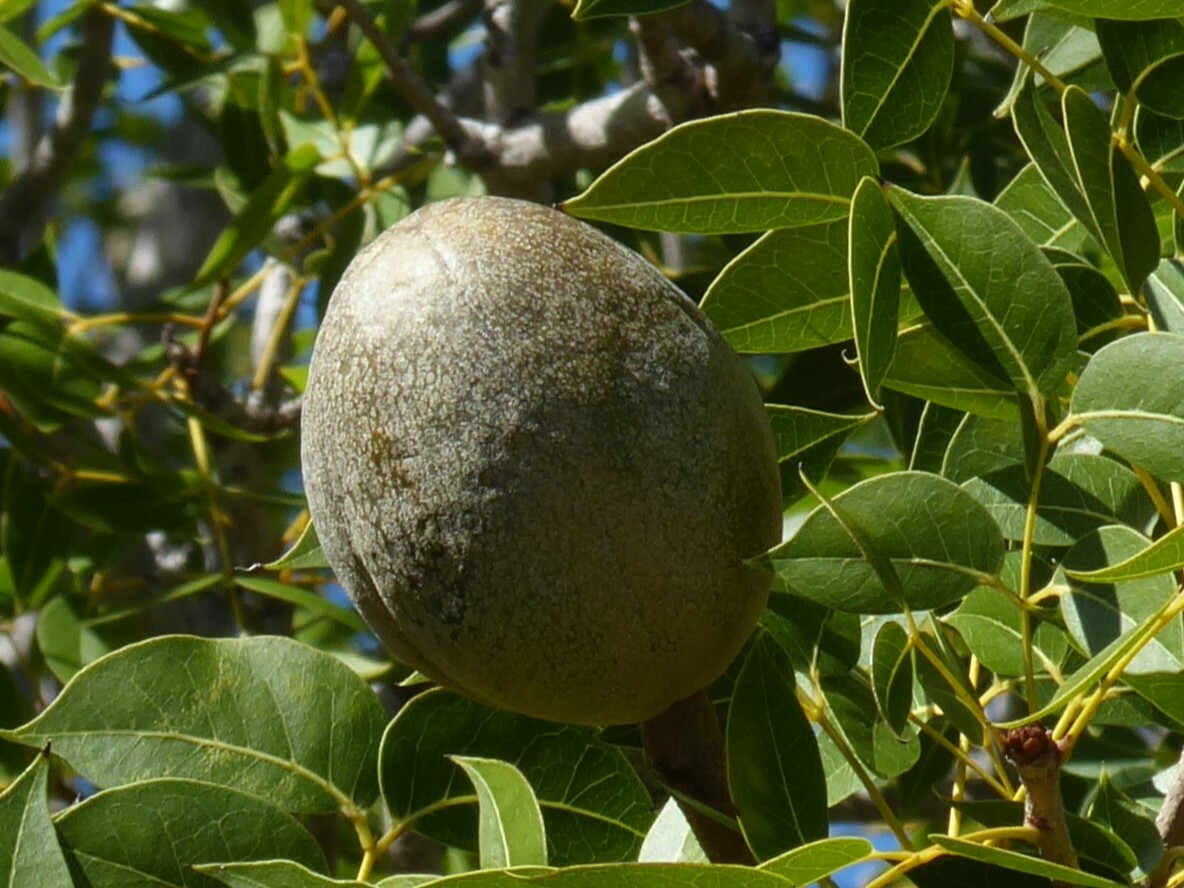 Imagem de Mogno