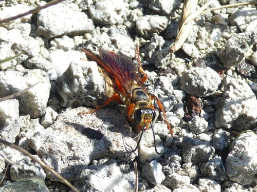Jamaican Digger Wasp photo 2