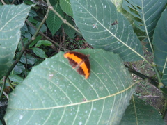 Catonephele nyctimus