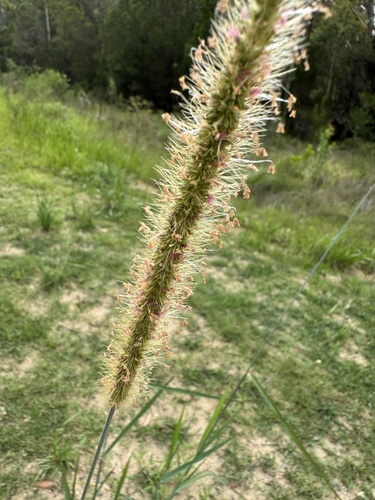 Setaria sphacelata iNat (3)