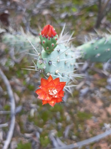 Leafy Cactus (Tacinga werneri)