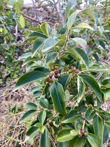 Foto de Cereja-do-mato