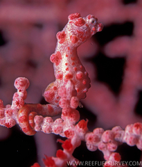 Bargibant's Seahorse photo 5