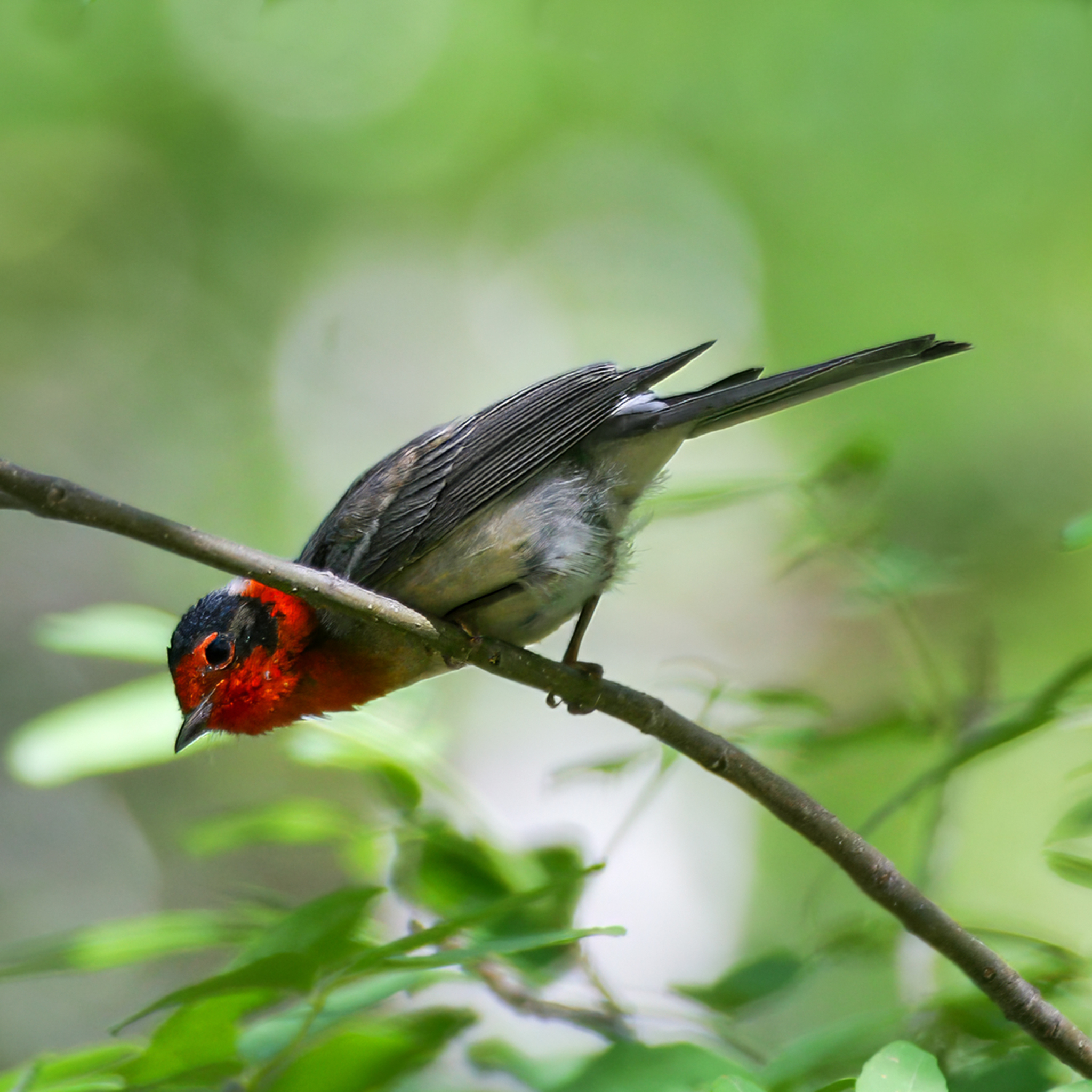 Red-faced Warbler (Cardellina rubrifrons)