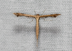 Stenoptilodes taprobanes