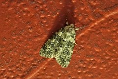 Bryophila domestica