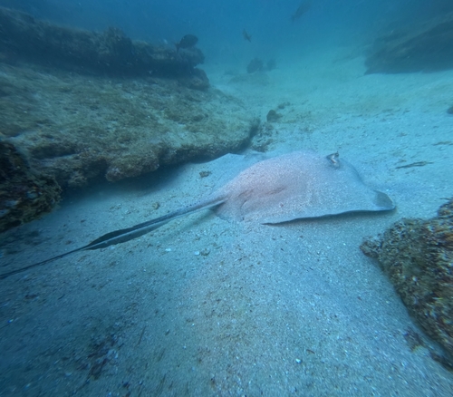 Diamond Stingray, photo 4 of 10