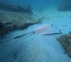 Diamond Stingray photo 4