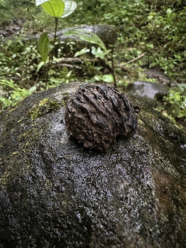 Foto de Nogal colombiano