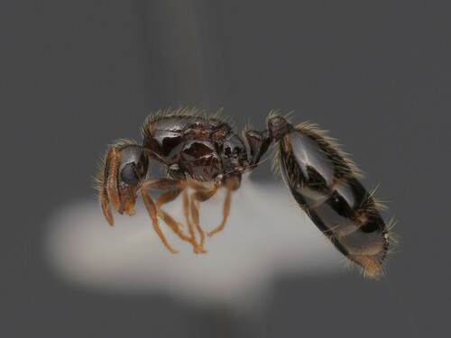 Solenopsis papuana observed 2024-12-26