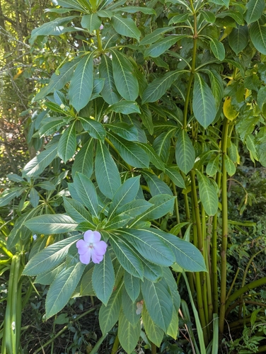 Foto de Maria-sem-vergonha