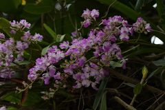 Aerides maculosa
