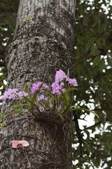 Aerides maculosa