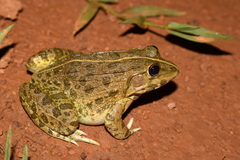 Bull Frog photo 5