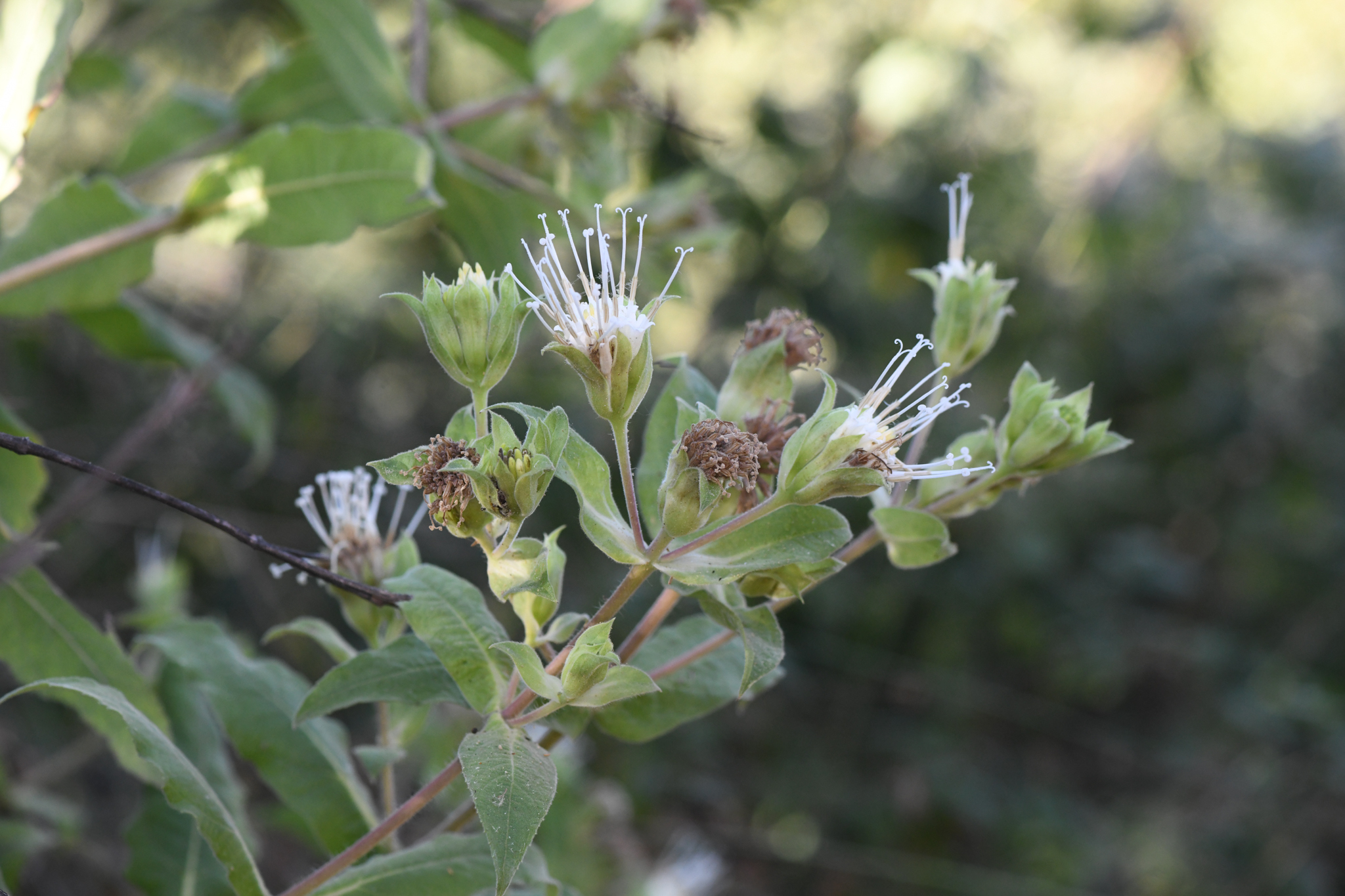 Lagascea helianthifolia