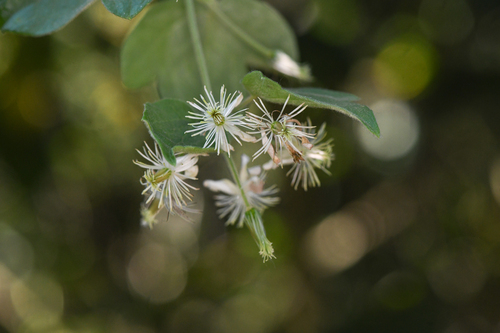 Cabellos de angel (Clematis dioica)