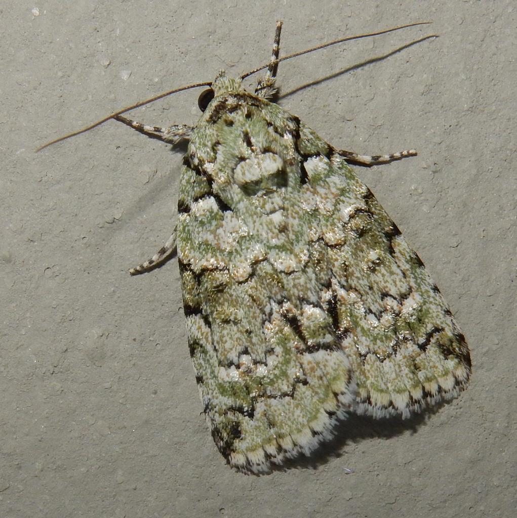 Lichen Square